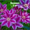 Комплект 5шт / Клематис Акаиши