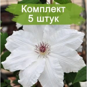 Комплект 5шт / Клематис Фую-Но-Таби