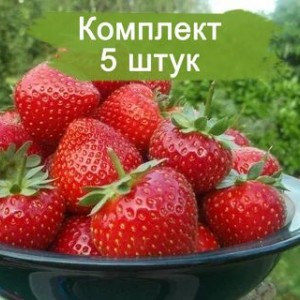 Комплект 5шт / Клубника Мурано (Ремонтантная/Ранняя)