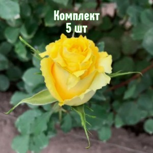 Комплект 5шт / Роза Таро (чайно-гибридная)
