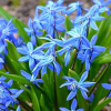 Пролеска сибирская (Scilla siberica) 