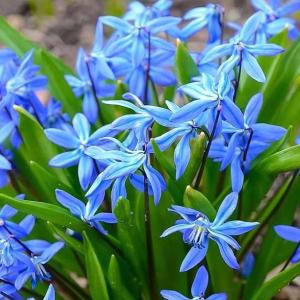 Пролеска сибирская (Scilla siberica) 