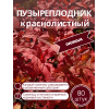 Пузыреплодник краснолистный /опт 80 шт саженцы