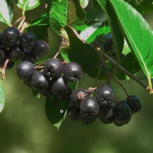 Сорбарония Всеслава